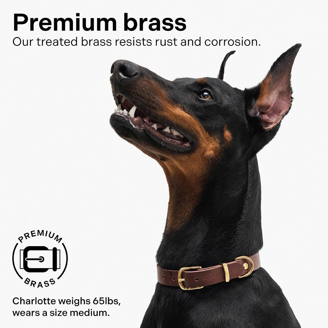 Scout Supply Classic Leather Dog Collar | Heavy Duty Thick Full Grain Leather | Waterproof & Rust-Proof Brass Hardware | Dark Brown (S: 0.8" Wide for 10.5"-13.5" Neck)