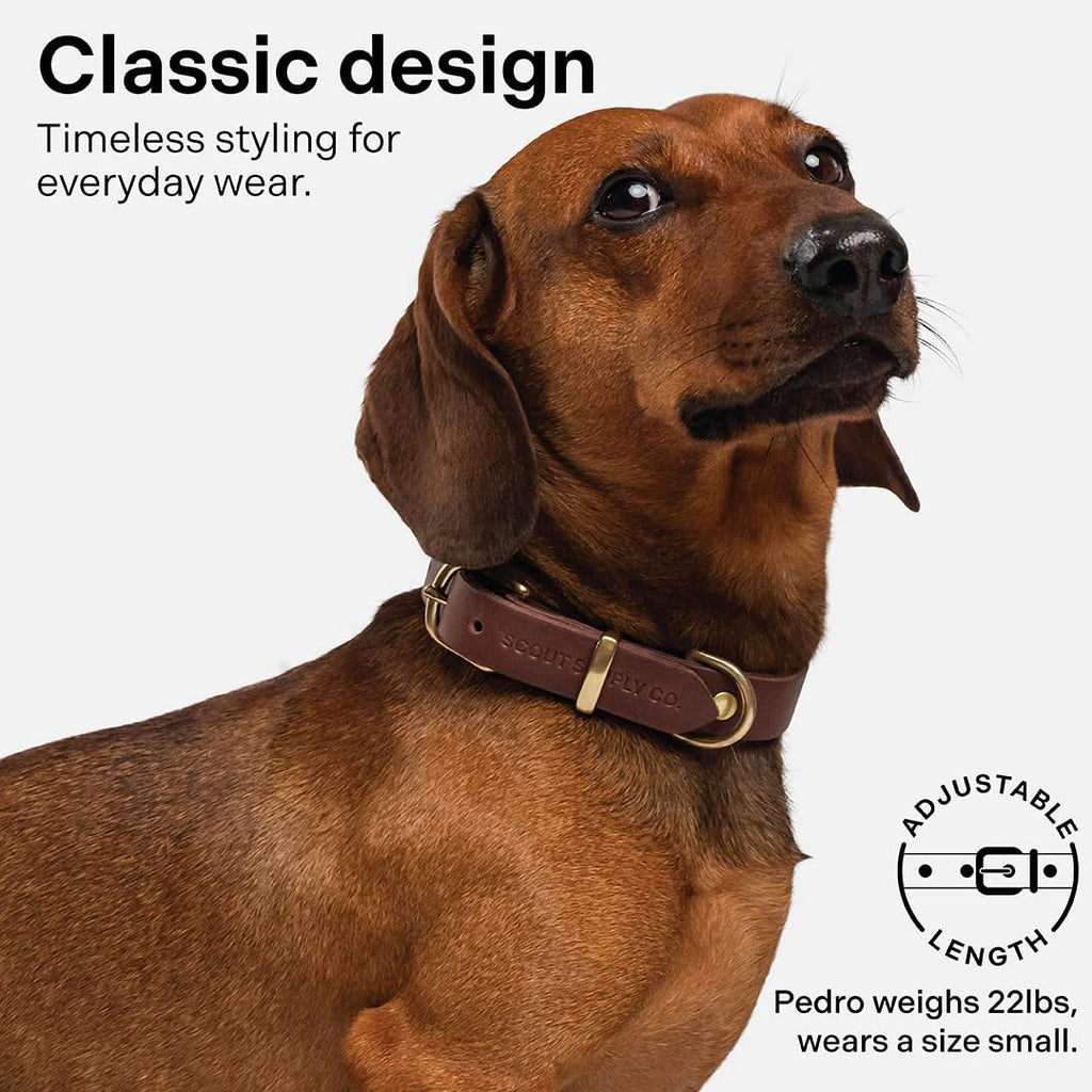 Scout Supply Classic Leather Dog Collar | Heavy Duty Thick Full Grain Leather | Waterproof & Rust-Proof Brass Hardware | Dark Brown (S: 0.8" Wide for 10.5"-13.5" Neck)