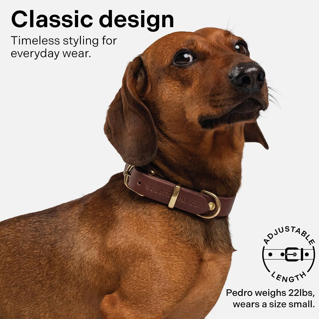 Scout Supply Classic Leather Dog Collar | Heavy Duty Thick Full Grain Leather | Waterproof & Rust-Proof Brass Hardware | Dark Brown (S: 0.8" Wide for 10.5"-13.5" Neck)